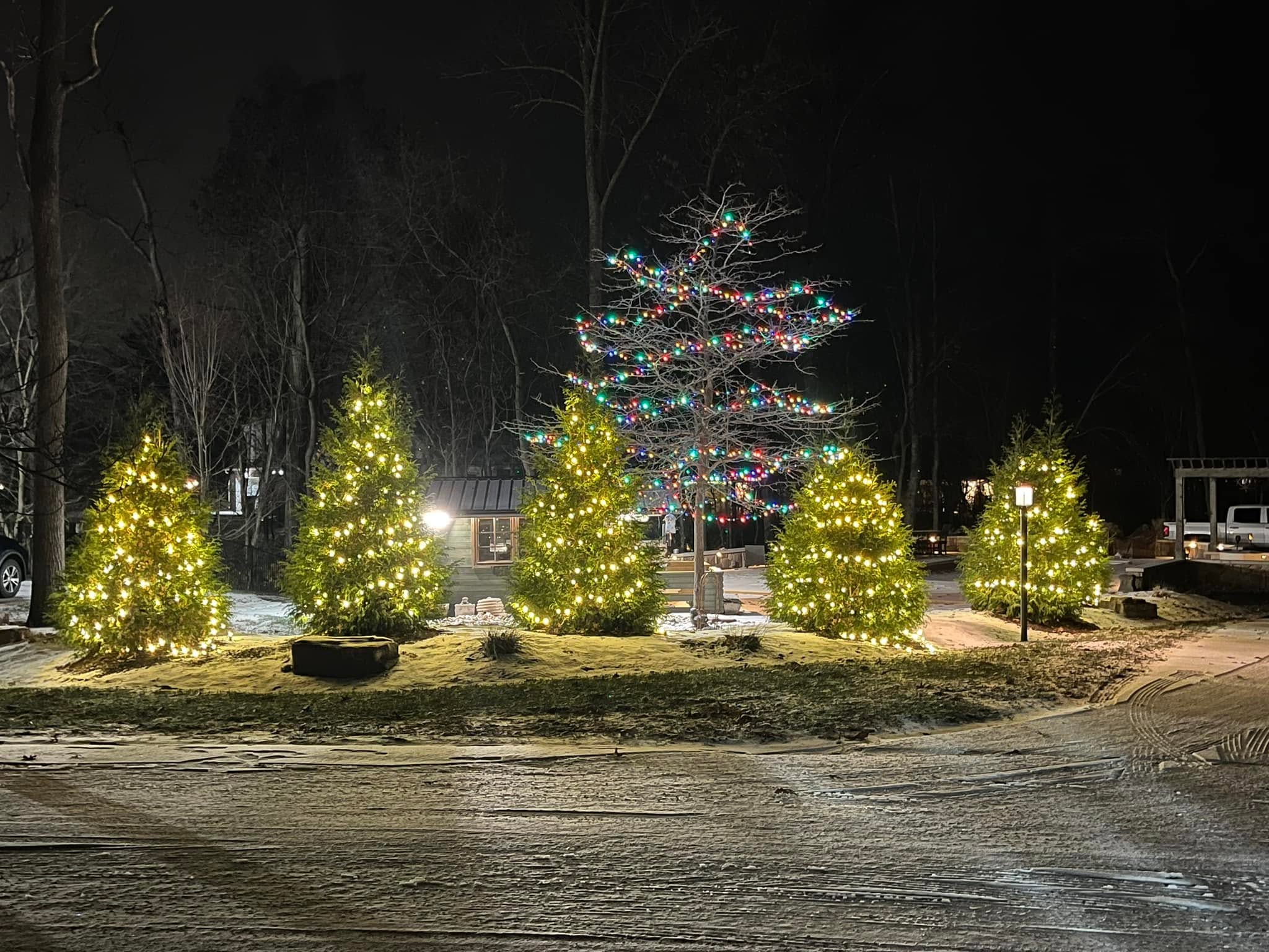 Wrapped evergreens and a lit feature tree